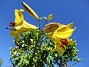                                 (2020-07-25 Lilja_35)