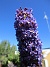                                 (2020-07-25 Syrenbuddleja_0150)