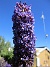 Syrenbuddleja