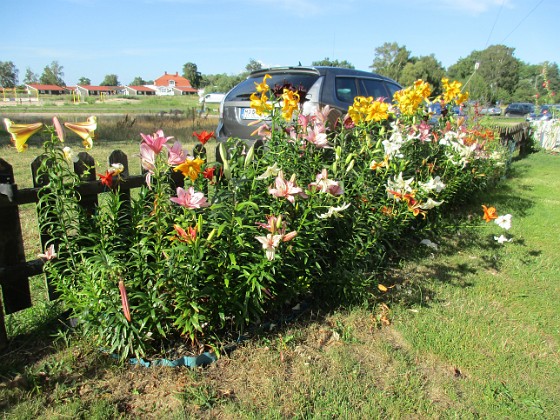 Liljor  
                                 
2020-07-27 Liljor_0028  
Granudden  
Färjestaden  
Öland