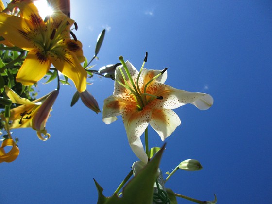 Liljor 
Det där blir lite fint med ljuset som lyser igenom blomman.