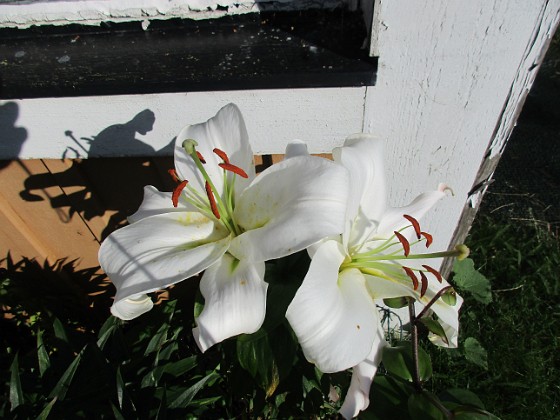 Trädliljor 
Denna Trädliljan har stooora blommor.                               