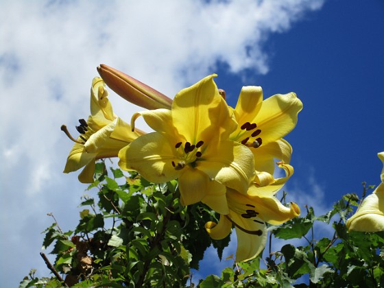 Trädliljor { Gula blommor mot blå himmel. } 