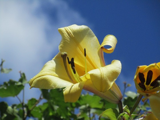 Trädliljor { Gula blommor mot blå himmel.                                } 