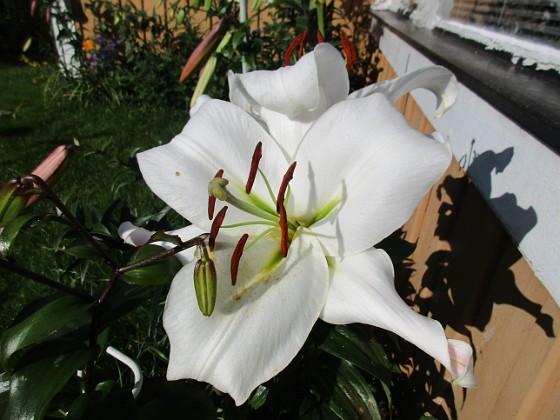 Trädliljor  
Denna Trädliljan har stooora blommor.  
2020-07-29 Trädliljor_0035  
Granudden  
Färjestaden  
Öland