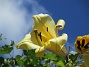 Trädliljor  
Gula blommor mot blå himmel.                                 
2020-07-29 Trädliljor_0018