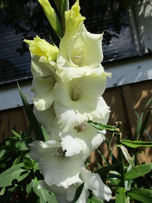 Gladioler 
