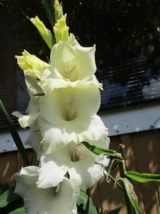 Gladioler 
