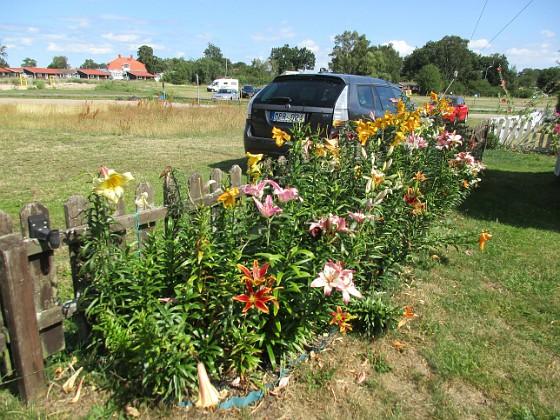 Liljor  
  
2020-08-03 Liljor_0005  
Granudden  
Färjestaden  
Öland