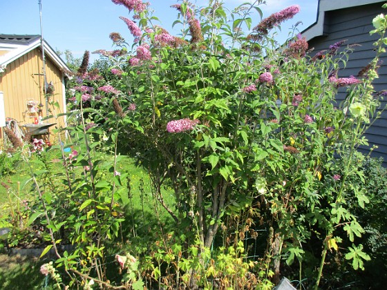 Syrenbuddleja {  } 