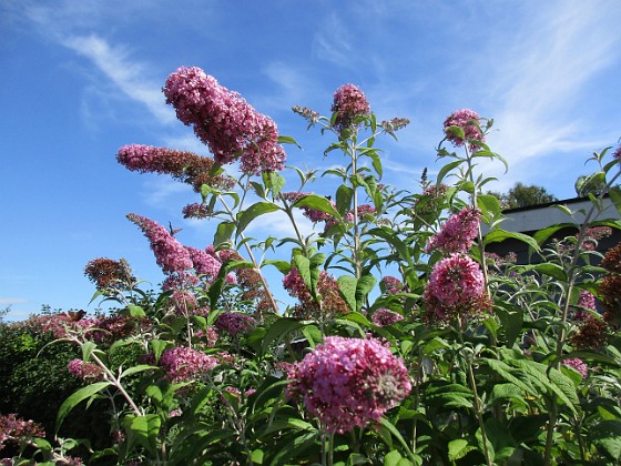 Syrenbuddleja {  } 