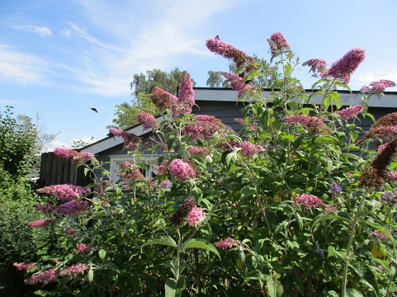 Syrenbuddleja  
  
2020-08-03 Syrenbuddleja_0065  
Granudden  
Färjestaden  
Öland