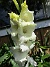  (2020-08-03 Gladioler_0076)