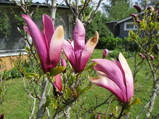 Magnolia