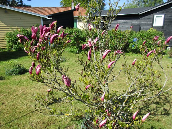 Magnolia  
                                 
2021-05-24 Magnolia_0001c  
Granudden  
Färjestaden  
Öland