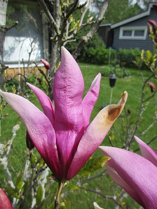 Magnolia  
                                 
2021-05-24 Magnolia_0002  
Granudden  
Färjestaden  
Öland