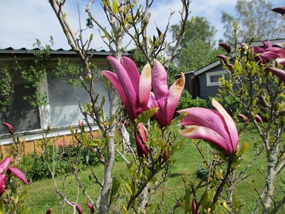 Magnolia  
                                 
2021-05-24 Magnolia_0002b  
Granudden  
Färjestaden  
Öland