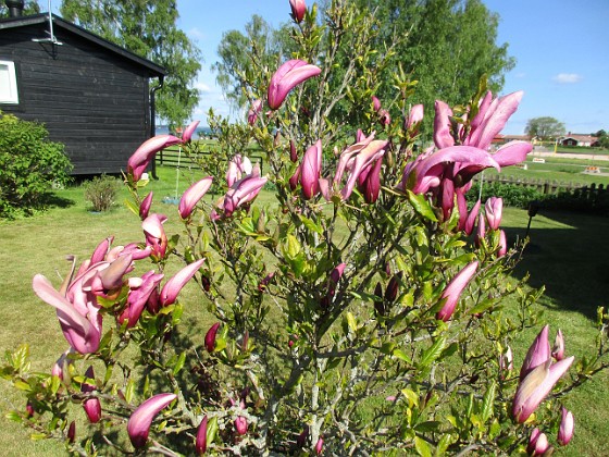 Magnolia