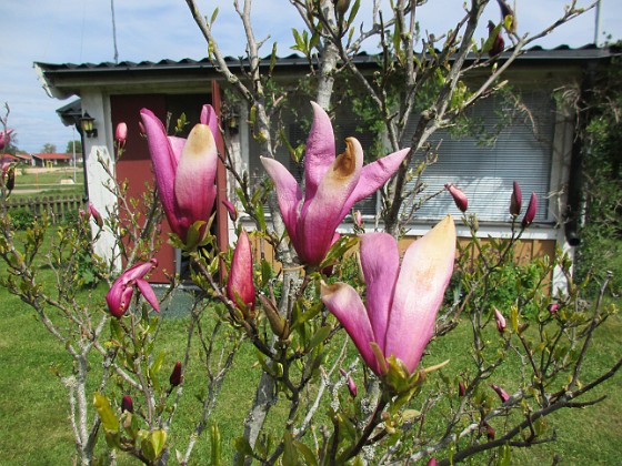 Magnolia  
                                 
2021-05-24 Magnolia_0003b  
Granudden  
Färjestaden  
Öland
