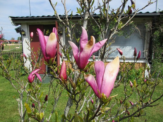 Magnolia 
                               