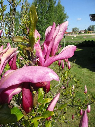 Magnolia  
                                 
2021-05-24 Magnolia_0003c  
Granudden  
Färjestaden  
Öland