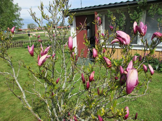 Magnolia  
                                 
2021-05-24 Magnolia_0004b  
Granudden  
Färjestaden  
Öland