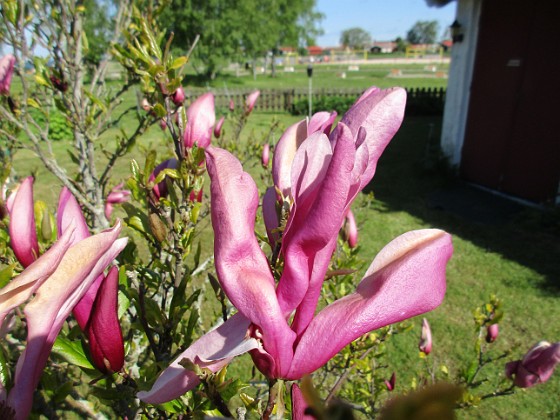 Magnolia  
                                 
2021-05-24 Magnolia_0004c  
Granudden  
Färjestaden  
Öland