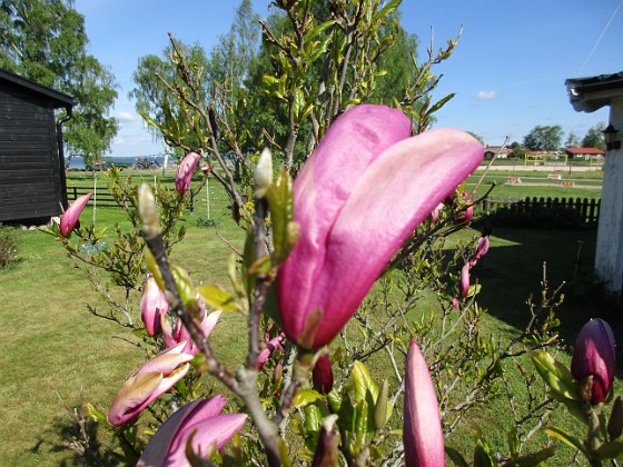 Magnolia  
                                 
2021-05-24 Magnolia_0005c  
Granudden  
Färjestaden  
Öland