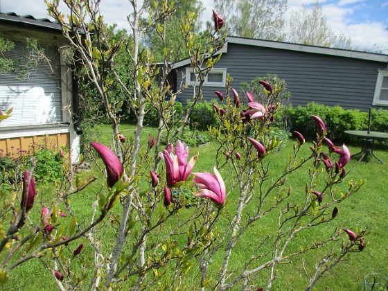 Magnolia  
                                 
2021-05-24 Magnolia_0006  
Granudden  
Färjestaden  
Öland