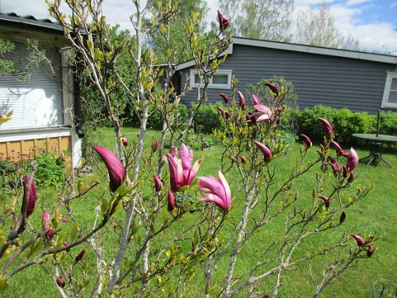 Magnolia 
                               