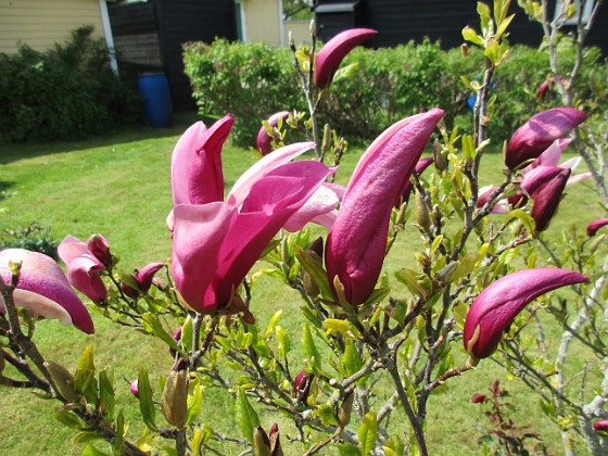 Magnolia  
                                 
2021-05-24 Magnolia_0006b  
Granudden  
Färjestaden  
Öland