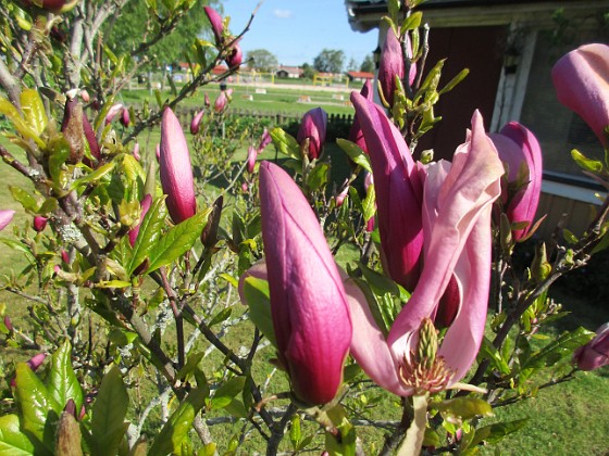 Magnolia  
                                 
2021-05-24 Magnolia_0006c  
Granudden  
Färjestaden  
Öland