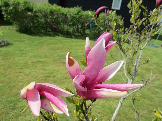 Magnolia  
                                 
2021-05-24 Magnolia_0007b  
Granudden  
Färjestaden  
Öland