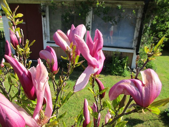 Magnolia  
                                 
2021-05-24 Magnolia_0007c  
Granudden  
Färjestaden  
Öland