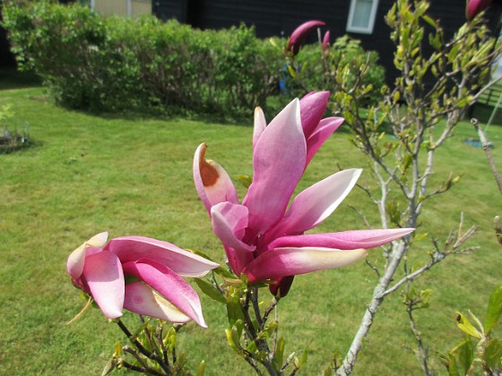 Magnolia  
                                 
2021-05-24 Magnolia_0008b  
Granudden  
Färjestaden  
Öland