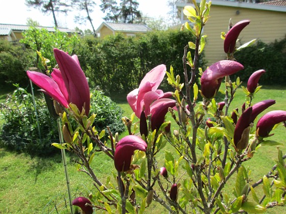 Magnolia  
                                 
2021-05-24 Magnolia_0009b  
Granudden  
Färjestaden  
Öland