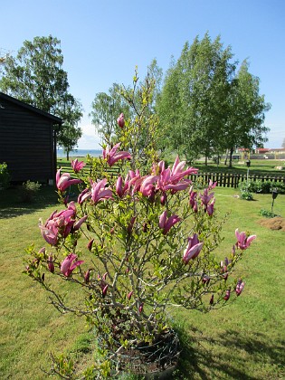 Magnolia  
                                 
2021-05-24 Magnolia_0009c  
Granudden  
Färjestaden  
Öland