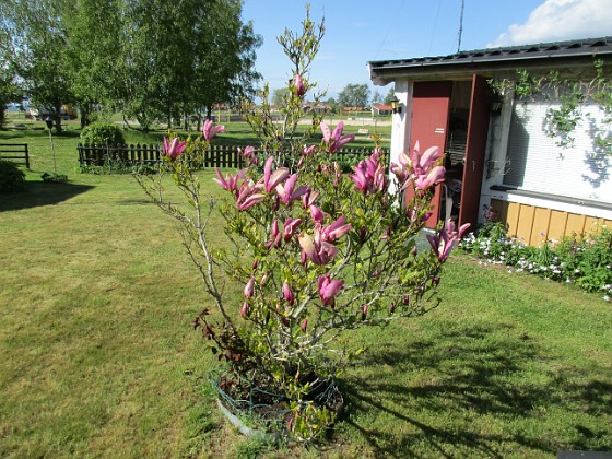 Magnolia  
                                 
2021-05-24 Magnolia_0010c  
Granudden  
Färjestaden  
Öland