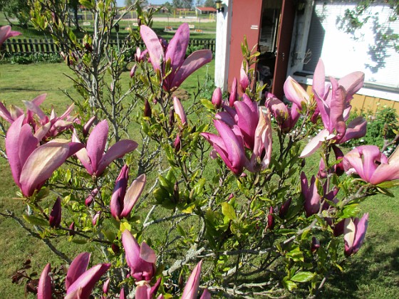 Magnolia  
                                 
2021-05-24 Magnolia_0011c  
Granudden  
Färjestaden  
Öland