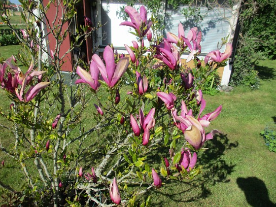 Magnolia 
                               