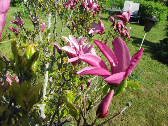 Magnolia  
                                 
2021-05-24 Magnolia_0013c  
Granudden  
Färjestaden  
Öland