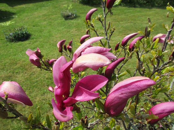 Magnolia  
                                 
2021-05-24 Magnolia_0016b  
Granudden  
Färjestaden  
Öland