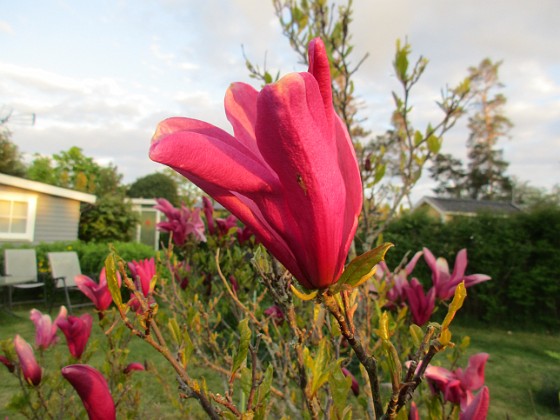 Magnolia  
                                 
2021-05-24 Magnolia_0016c  
Granudden  
Färjestaden  
Öland