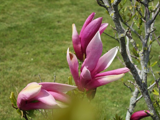 Magnolia 
                               