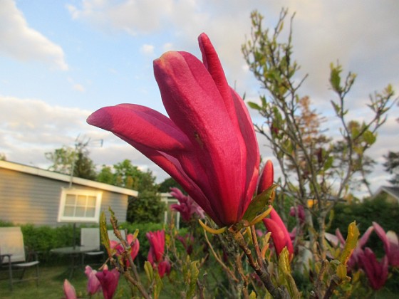 Magnolia  
                                 
2021-05-24 Magnolia_0017b  
Granudden  
Färjestaden  
Öland