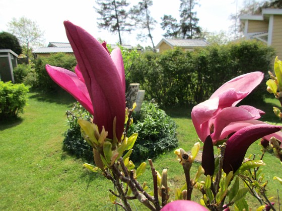 Magnolia  
                                 
2021-05-24 Magnolia_0018  
Granudden  
Färjestaden  
Öland