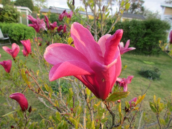 Magnolia  
                                 
2021-05-24 Magnolia_0018b  
Granudden  
Färjestaden  
Öland