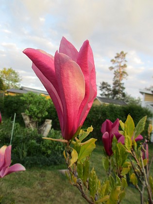 Magnolia 
                               