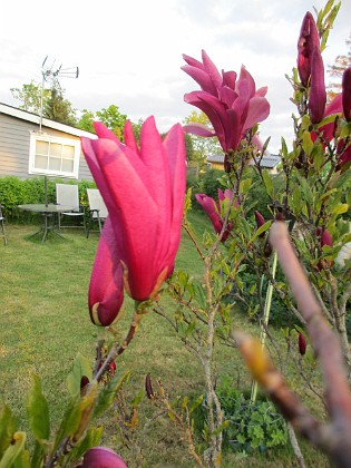 Magnolia  
                                 
2021-05-24 Magnolia_0020  
Granudden  
Färjestaden  
Öland