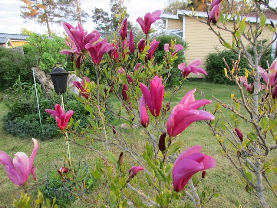 Magnolia  
                                 
2021-05-24 Magnolia_0021  
Granudden  
Färjestaden  
Öland